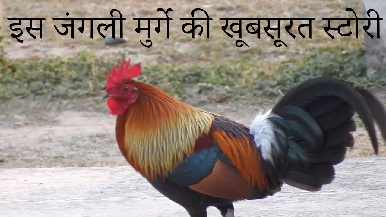 The beautiful story of this wild red jungle fowl. #naturelover