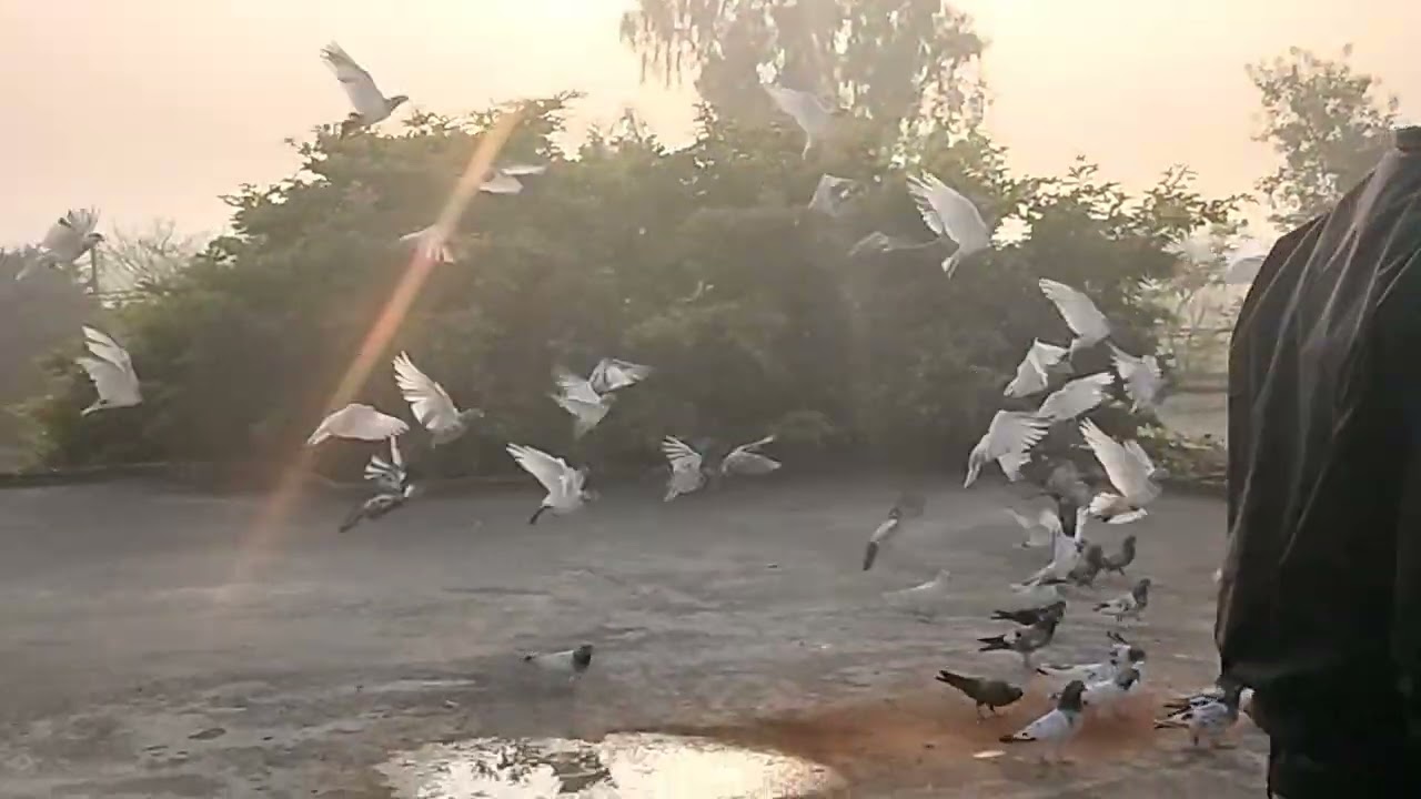 Bahut Dinon ke bad kabutar Bahar khole aur kabutaron Ne tang Kar Diya !! Randhawa Pigeon lover 