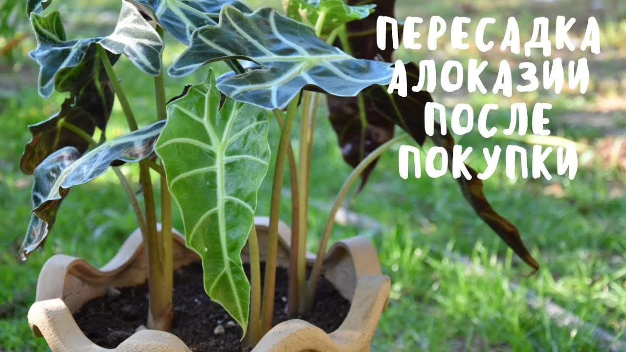 ПЕРЕСАДКА АЛОКАЗИИ. Мои цветы. Мой опыт.