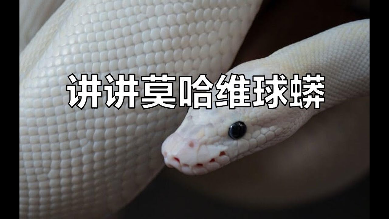 【基因介绍】如何得到一条纯白蛇？讲讲莫哈维球蟒