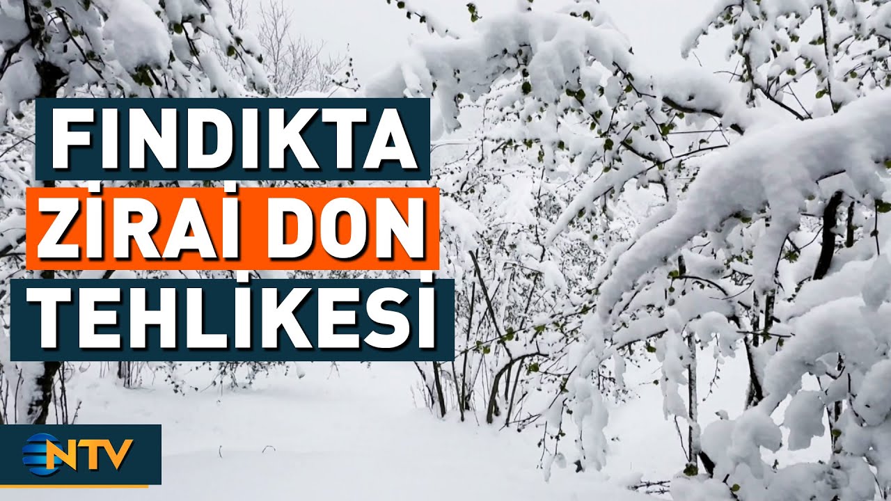 Fındık Üretimi İçin Büyük Tehdit! Ağaçlar Kar Altında Kaldı | NTV