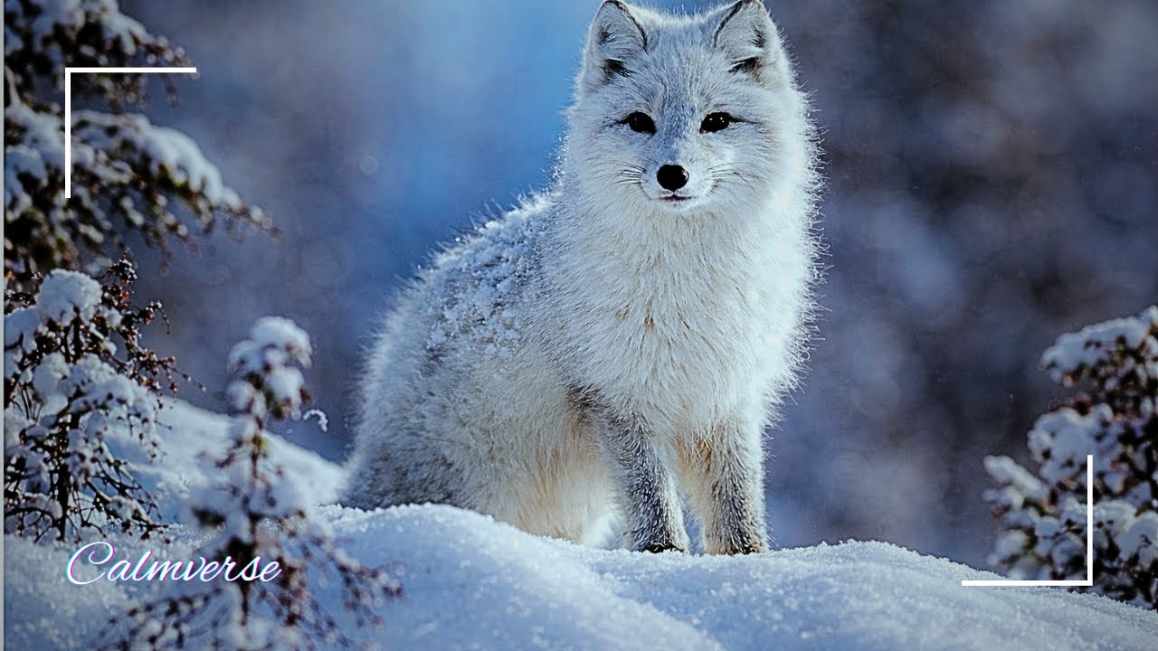 Winter Healing Piano Music ❄️ Anxiety Relief, Deep Sleep & Calm Study in Snowy Ambience