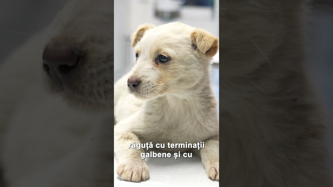 Când e Saga în preajmă...