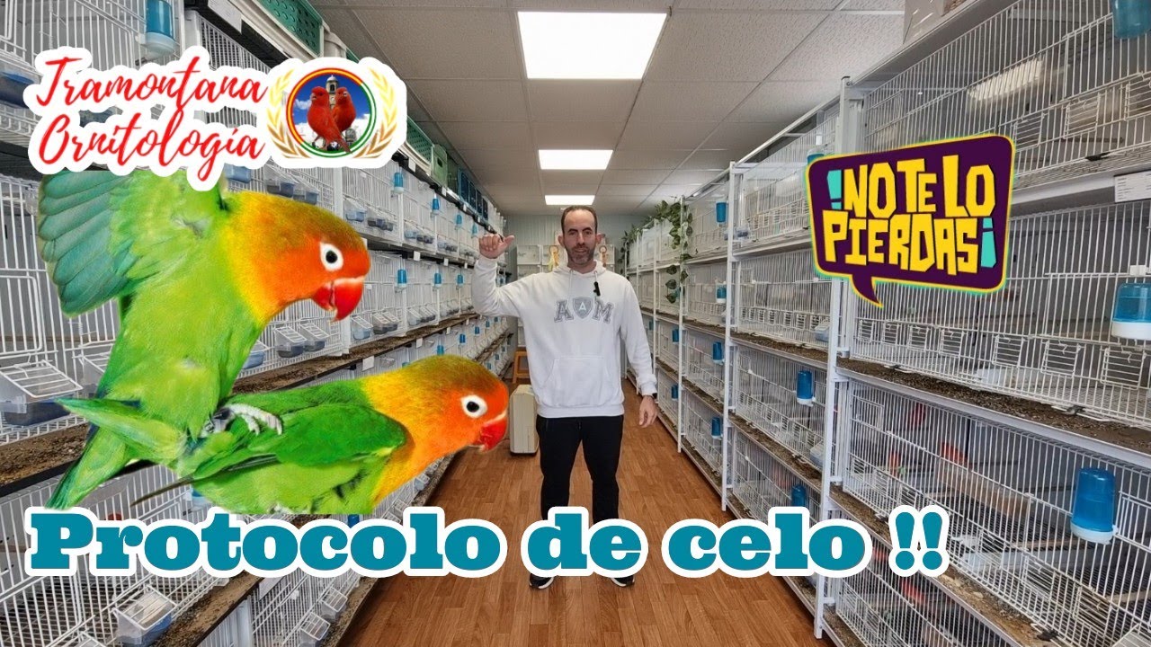 Protocolo de Celo y resolviendo dudas con el FERTIBOL...??