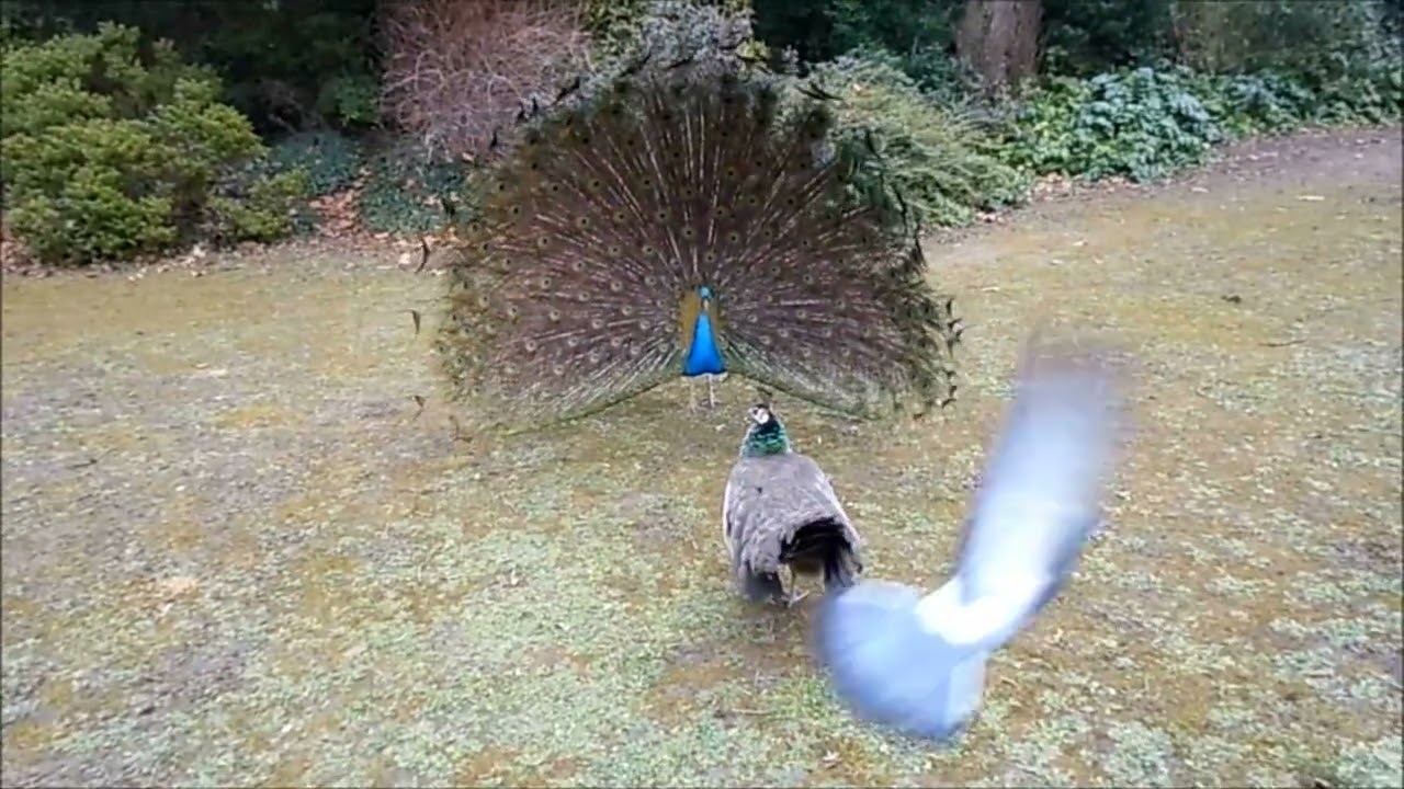 N'est-ce pas que je suis le plus beau !?