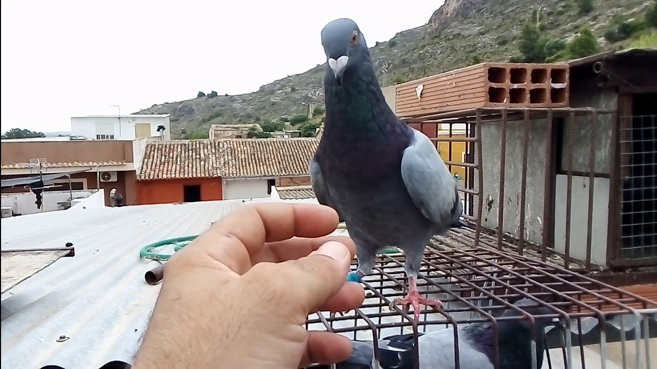 Mirar que nobleza.. Pichón cruzado de Valenciano con mensajero.. Palomos de trabajo. Cullera
