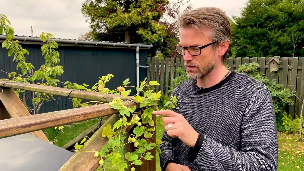 Sådan tørrer og bruger du humle i øl - hjemmedyrket humle