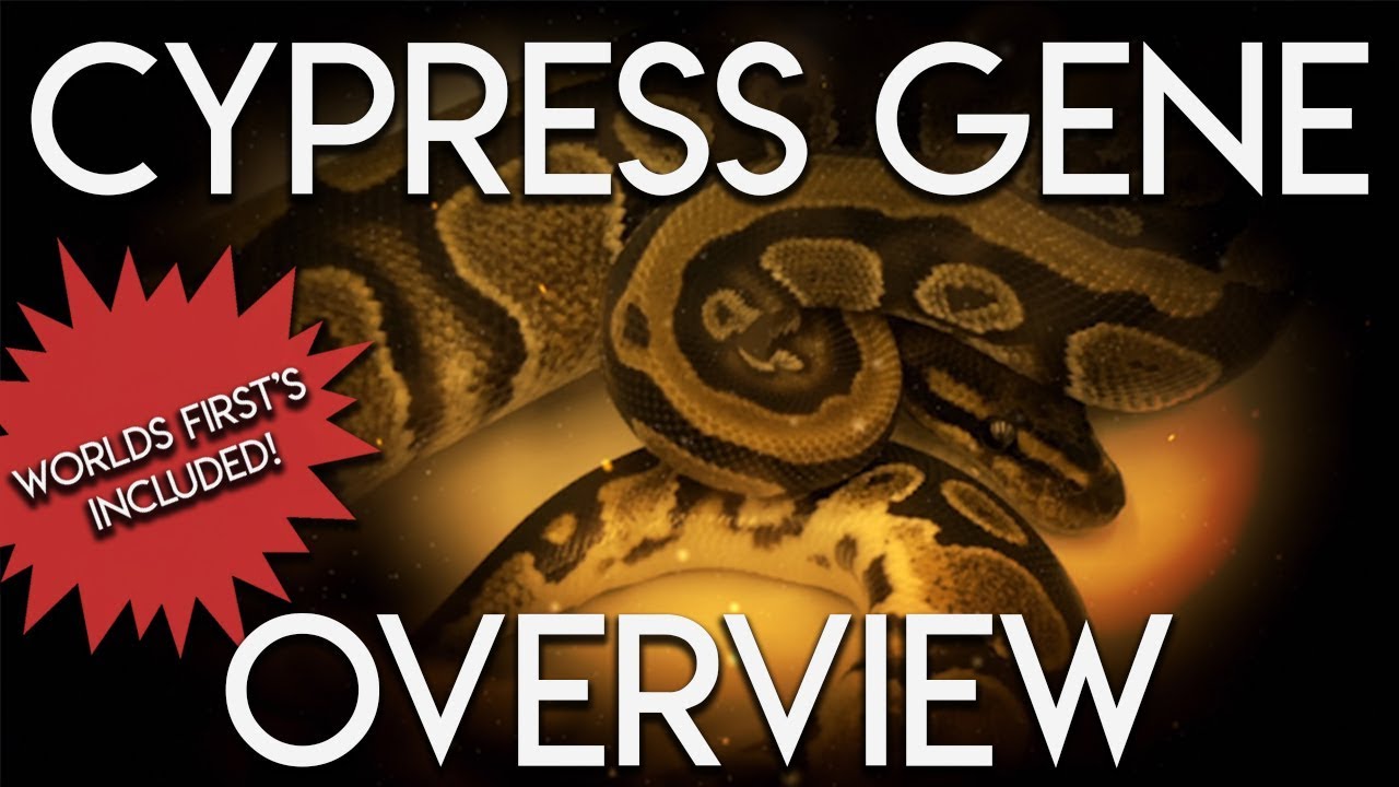 Cypress Gene Ball Python Overview! NEW WORLDS FIRST!