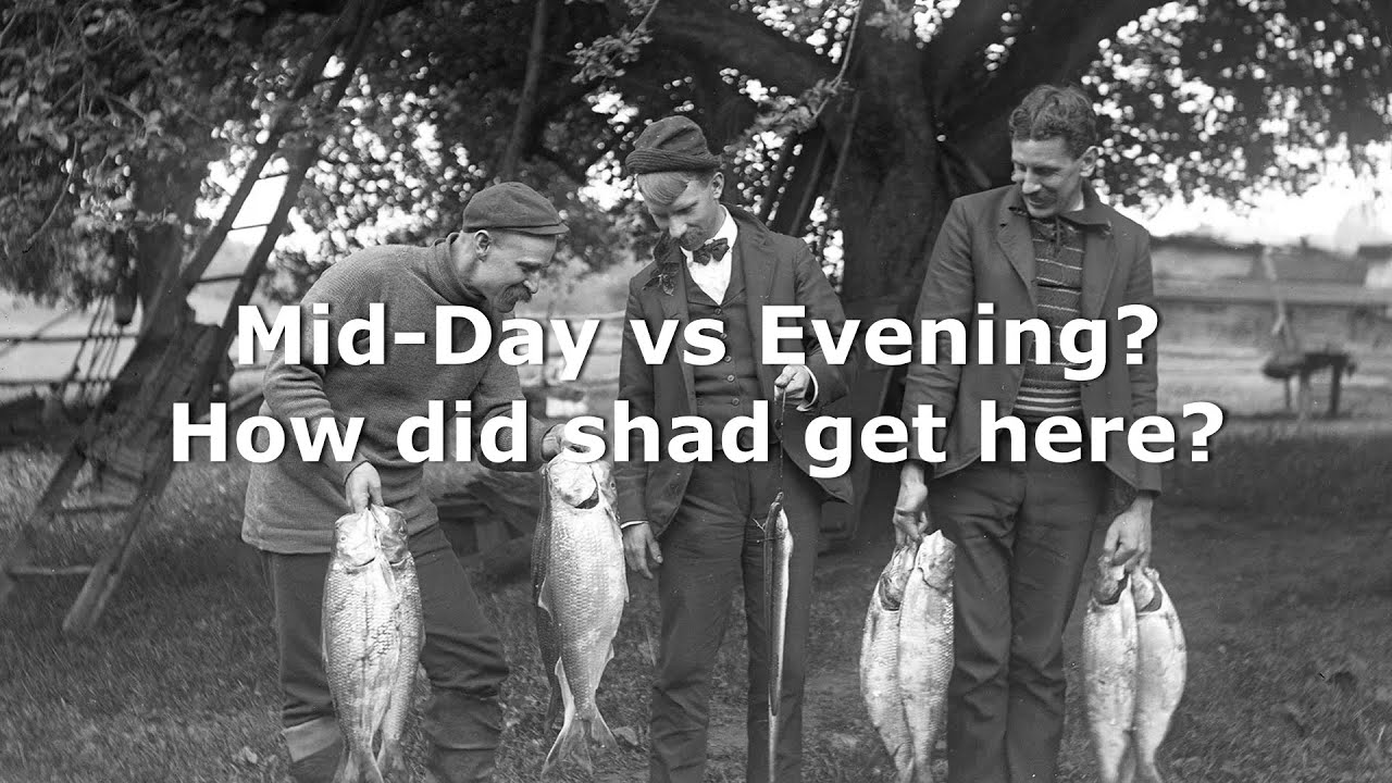 American Shad fishing Willamette River, Mid-day vs Evening fishing (plus scavenger hunt for tackle)