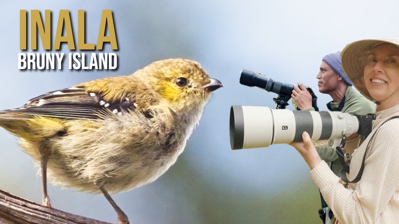 Tasmania's Enchanting Birds: Christmas on Bruny Island