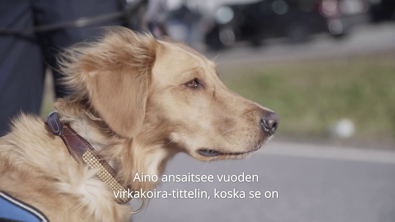 Vuoden tullikoira 2019 Aino
