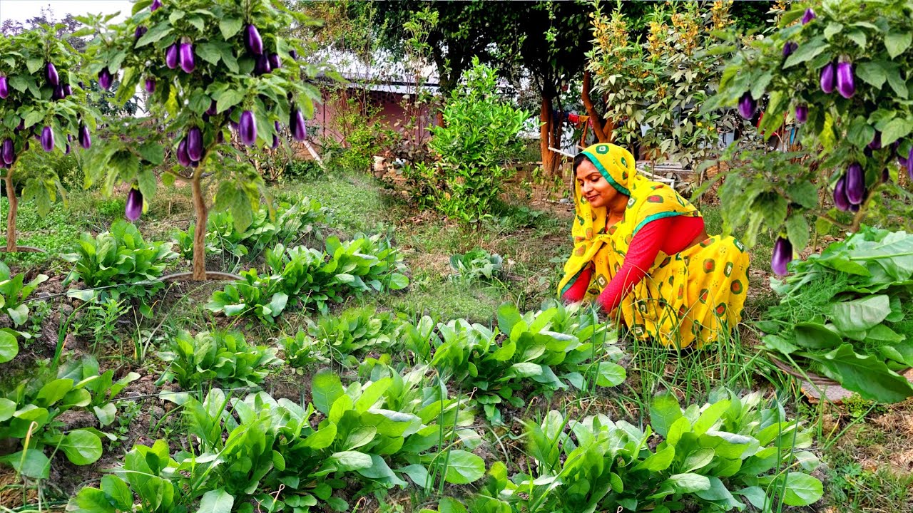 🌞गर्मियों के 🌱पालक से बनाया आलू पालक बैगन की लाजवाब सब्जी जो पराठे से खाओ या रोटी से स्वाद लगेगा गजब