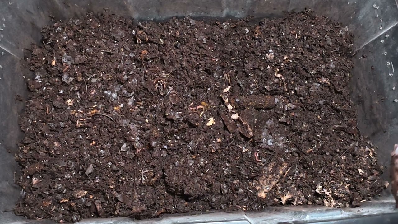 Natural Bedding Bin Large Feeding #wormswithrick #vermicomposting 
