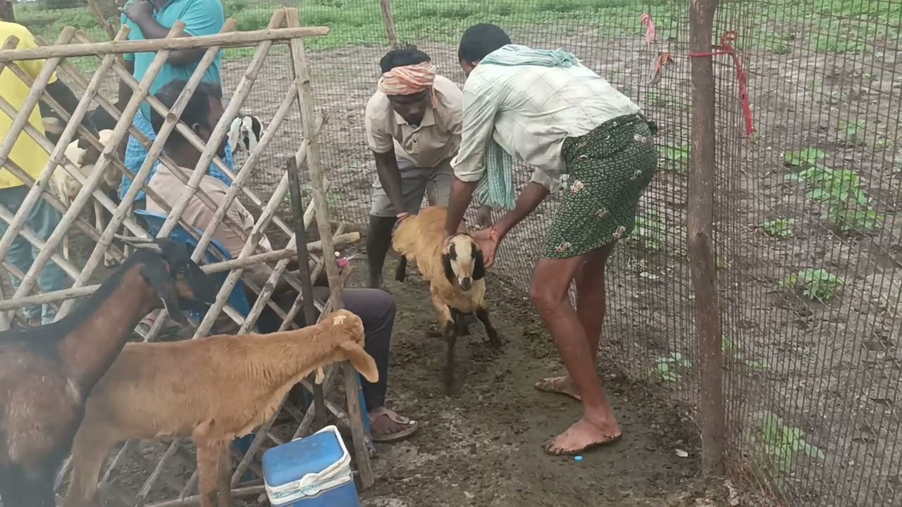 BLUETONGUE VACCINE sheep and goat