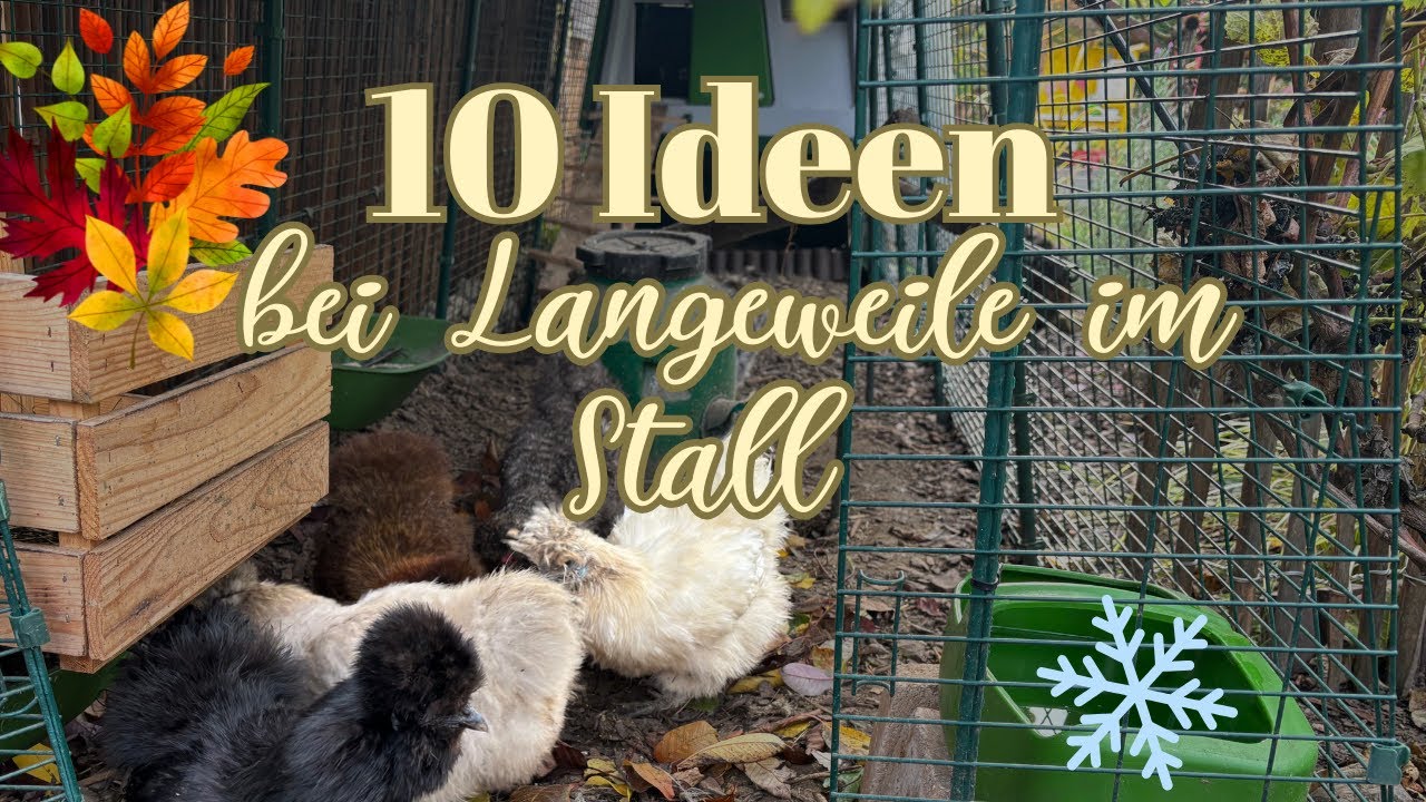 Stallpflicht? 10 spannende Beschäftigungen für Hühner im Winter