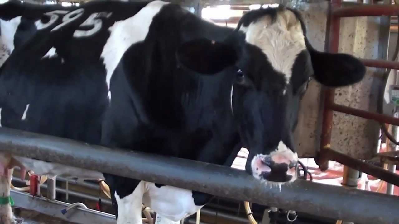 Dairy in Israel