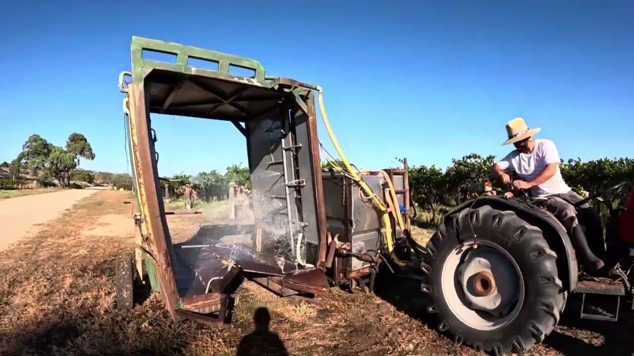 Preparing for harvesting dry grapes آمادگی #برای روغن زدن انگور