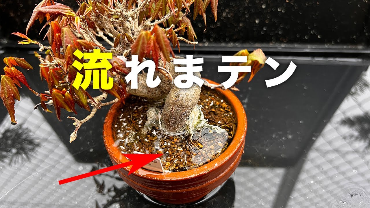 【KED2】この時期水捌け悪いのは危険すぎる #盆栽 #bonsai