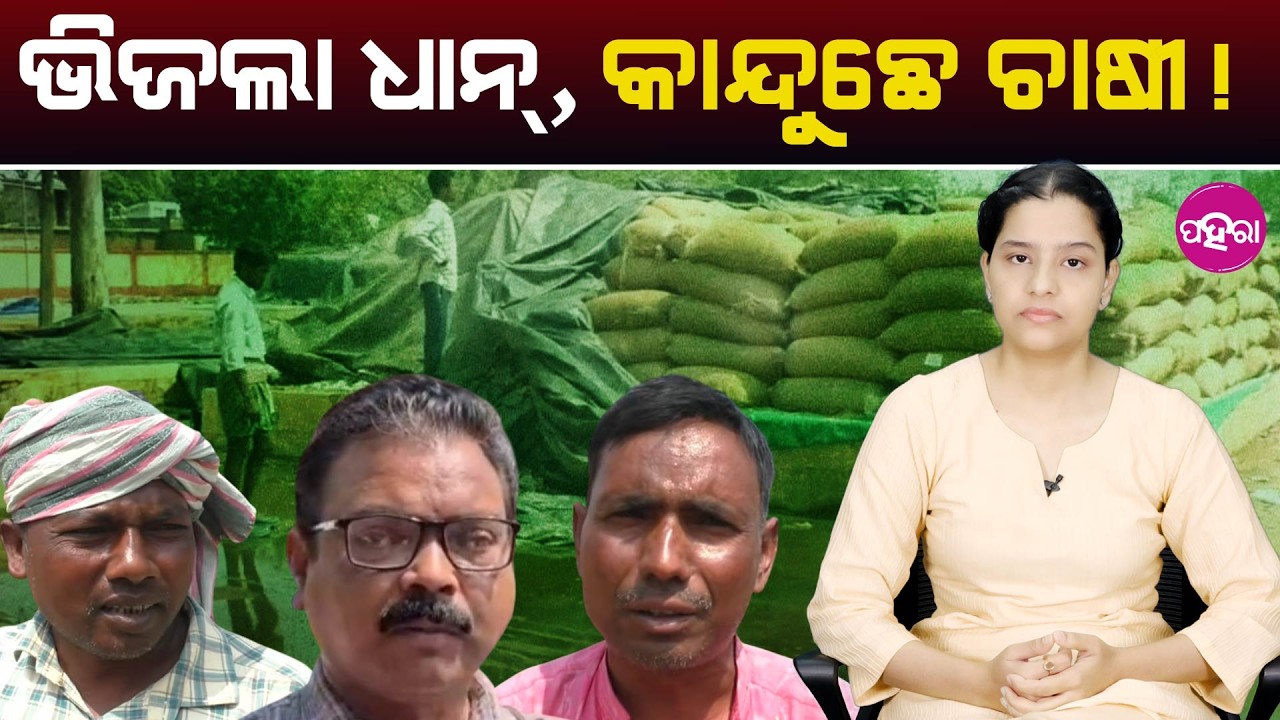 From Delay to Damage: Rain Triggers Fresh Farmers’ Cry II  ଭିଜଲା ଧାନ୍,କାନ୍ଦୁଛେ ଚାଷୀ!