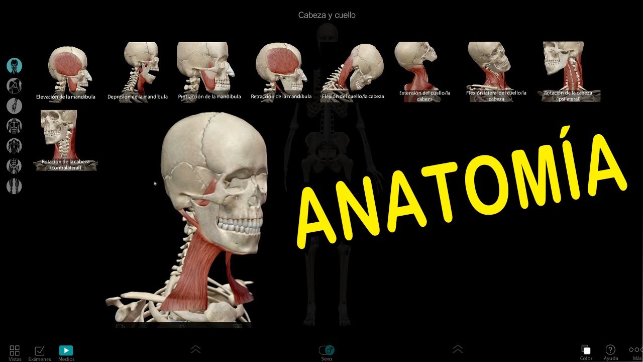 ANATOMÍA: Movimientos de la mandíbula y los músculos que intervienen | Human Anatomy Atlas
