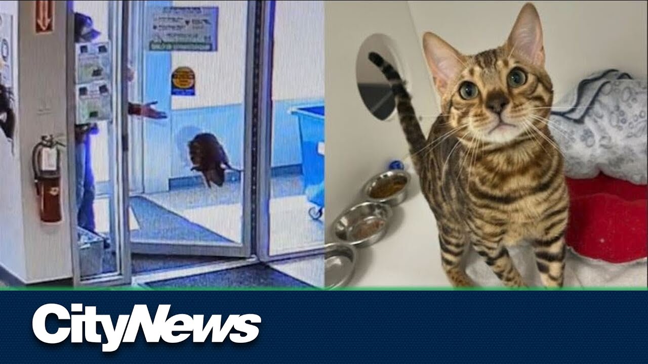 Pair of pets abandoned in Alberta as province sees high wait list of owners looking to surrender pet