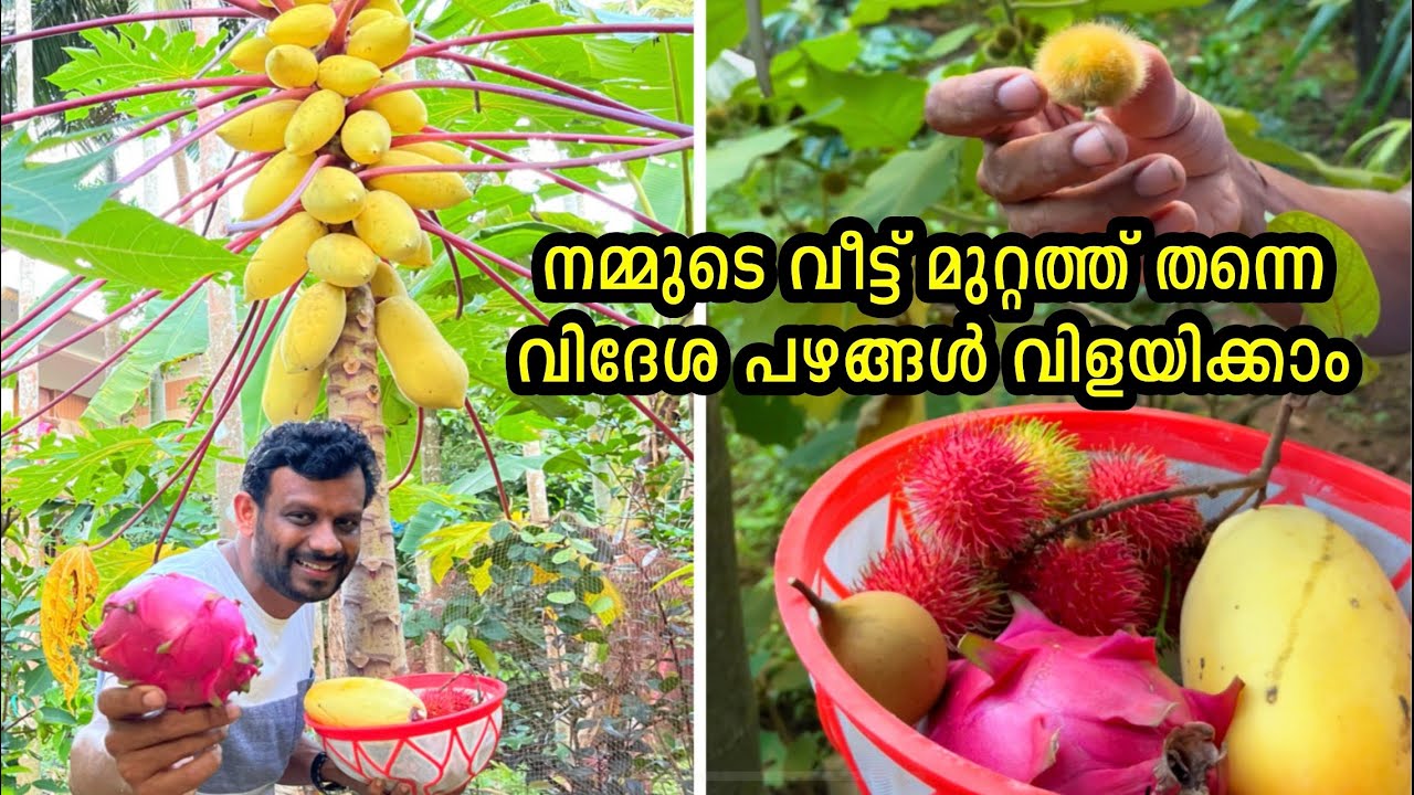 400ൽ പരം വിദേശ പഴങ്ങൾ വീട്ട് മുറ്റത്ത് വിളയിച്ച മലപ്പുറത്തുകാരൻDragon fruit cultivation in malayalam
