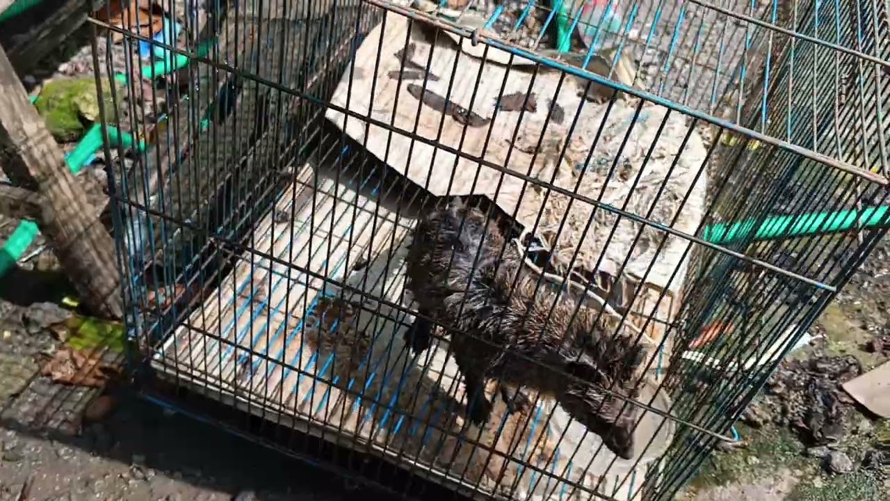kasih makan pagi ke burung sama musang rase...