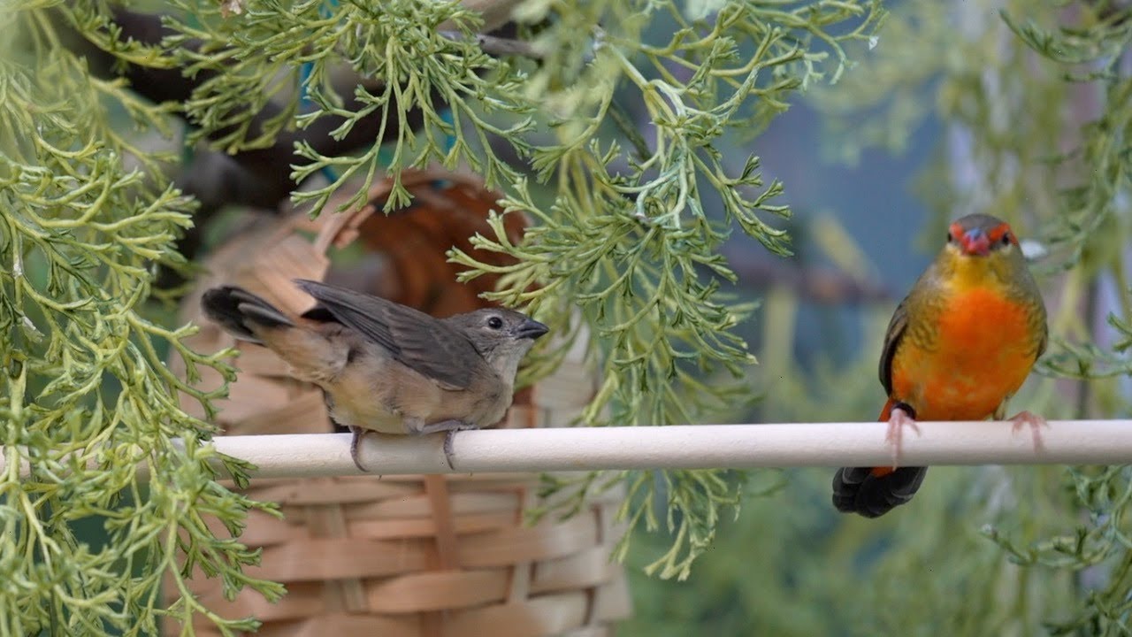 Aviary update: Cautiously optimistic about Orange-Breasted waxbill chicks