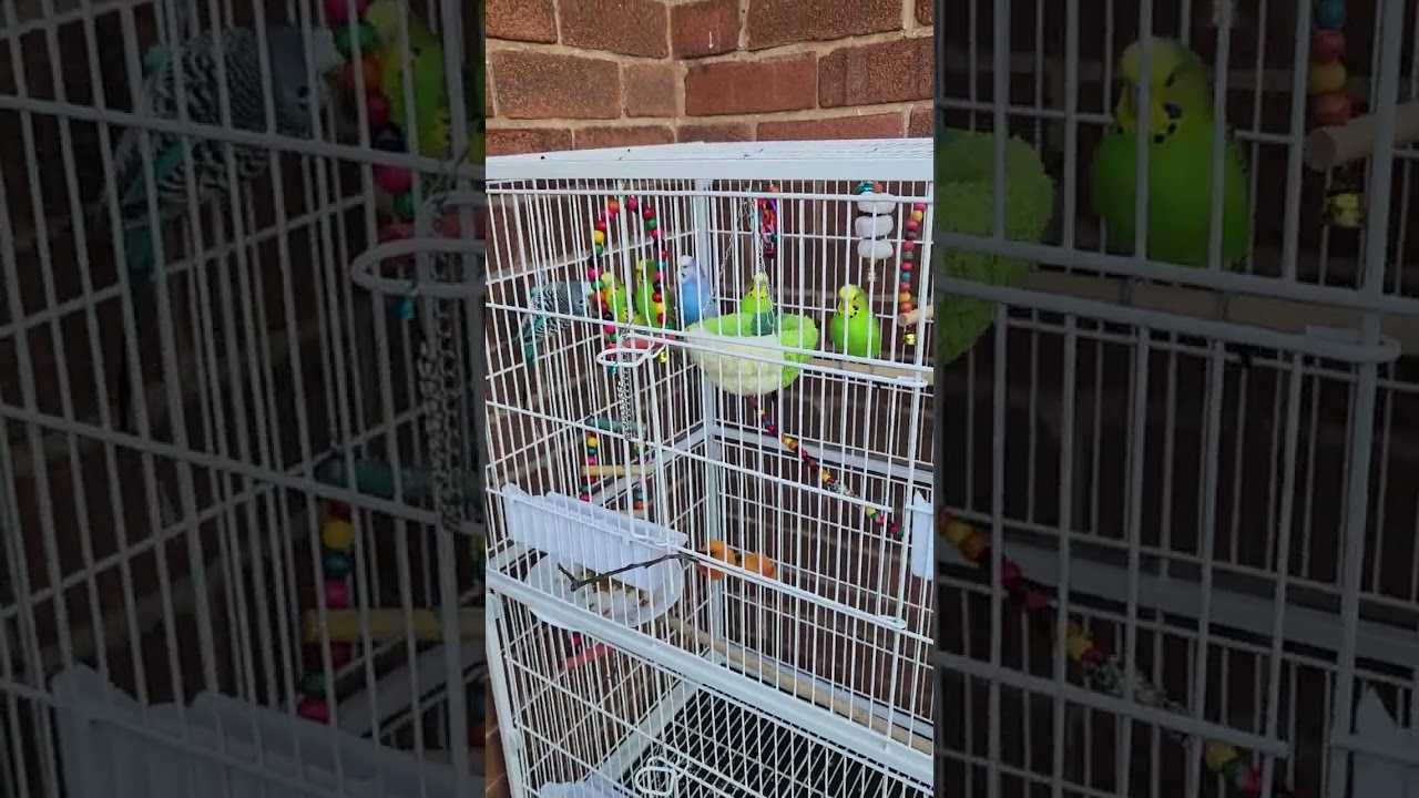 #birds