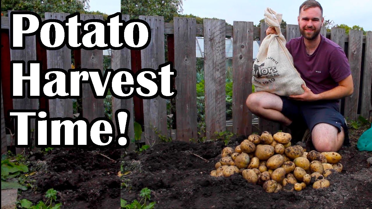 How to Dig up Potatoes | Harvesting Maincrop Maris Piper Potatoes (uk)
