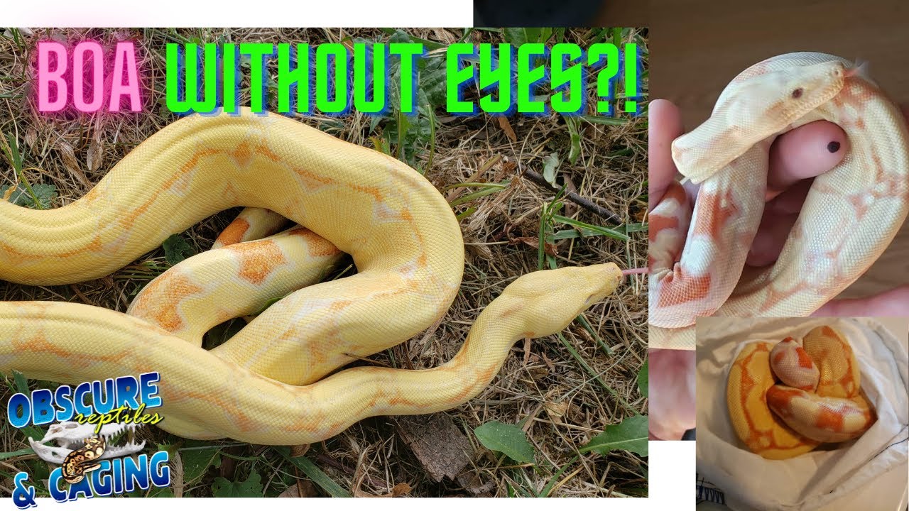 My Bug-eyed Boa (blind boa)