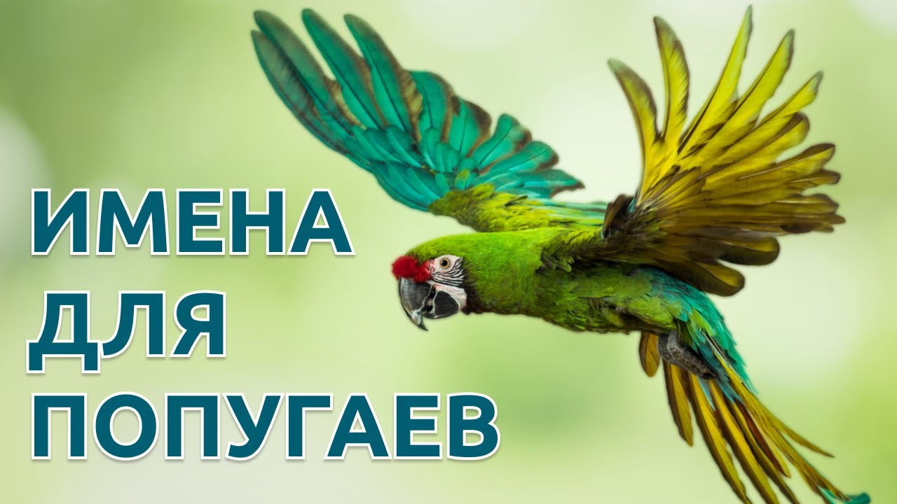 Имена для попугаев