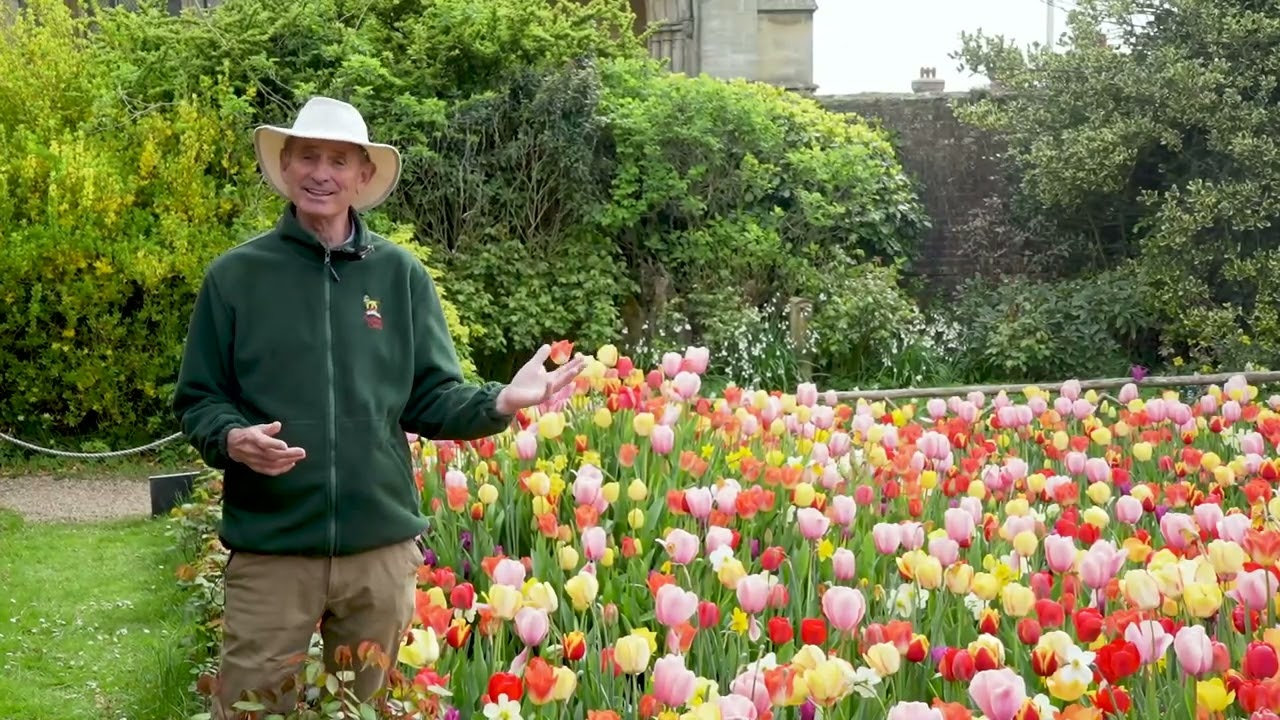 Arundel Castle Tulip festival in full swing