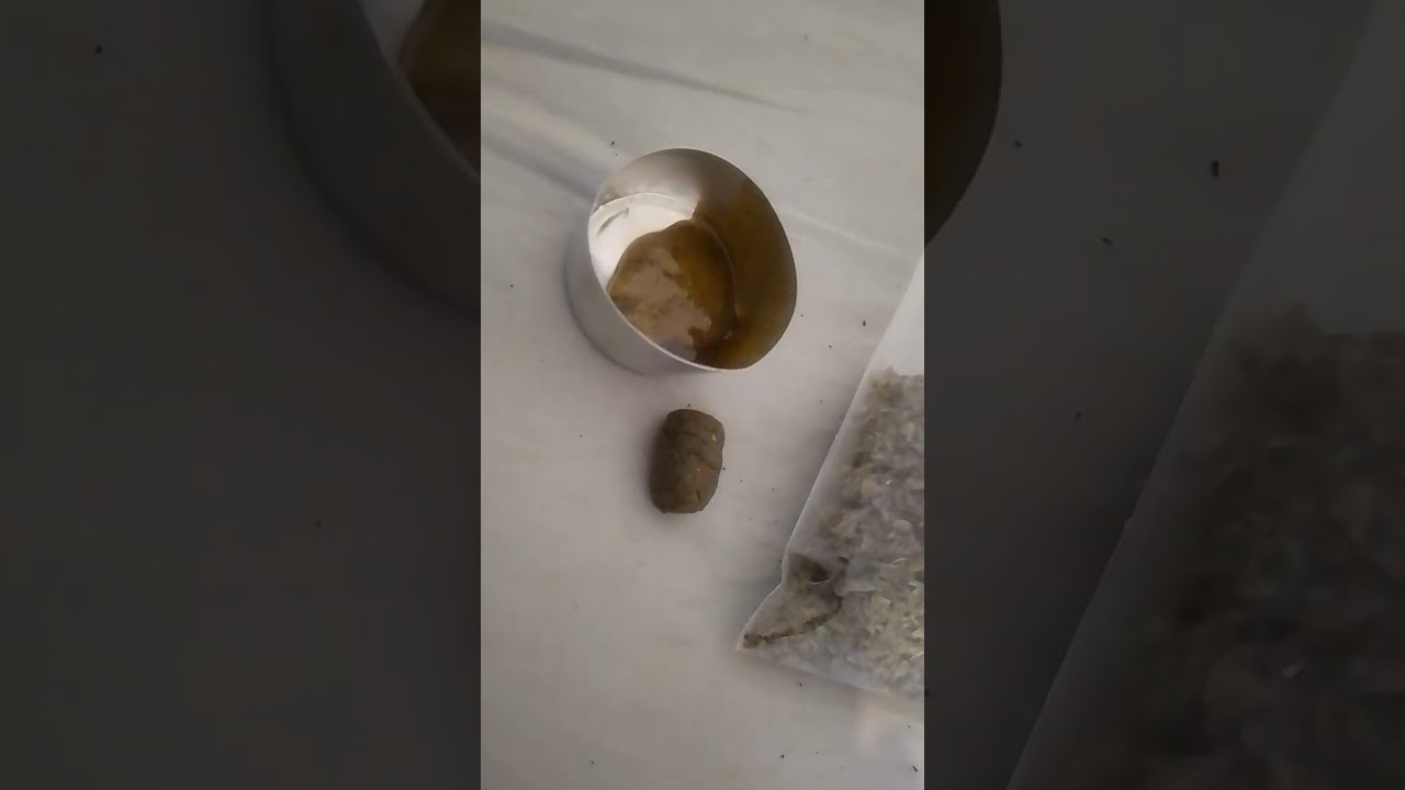 Home Made Rosin & Hash From BHO 