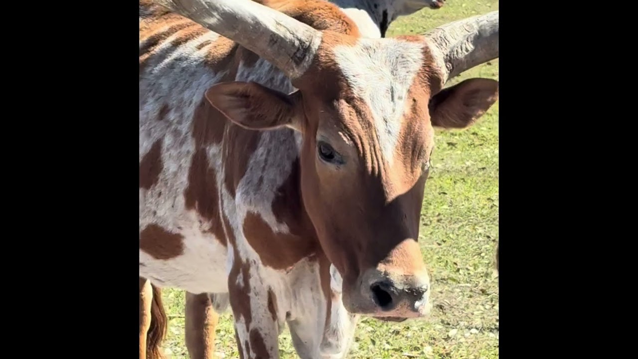 Florida wild animal park 2026