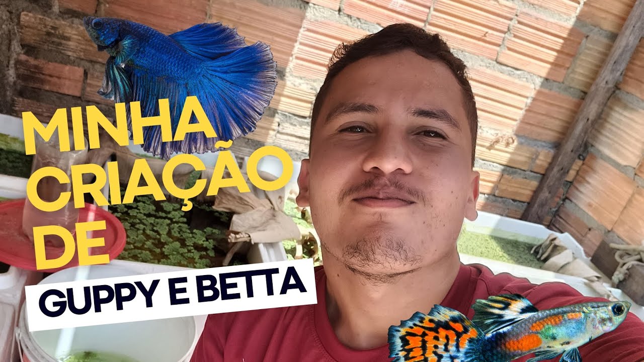Criação de Guppy E betta ( TPA + Limpeza + Peixes da Criação )