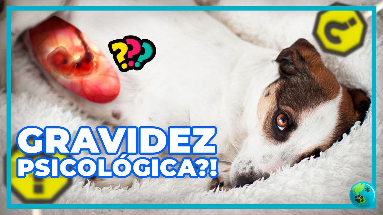 TUDO que Nunca te contaram sobre PSEUDOCIESE (Gravidez Psicológica) em Cadelas