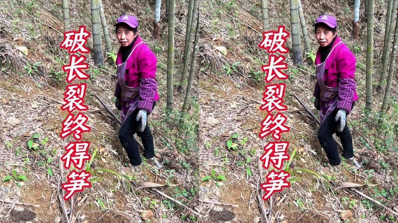 Digging for bamboo shoots, the long crack finally reveals the shoot