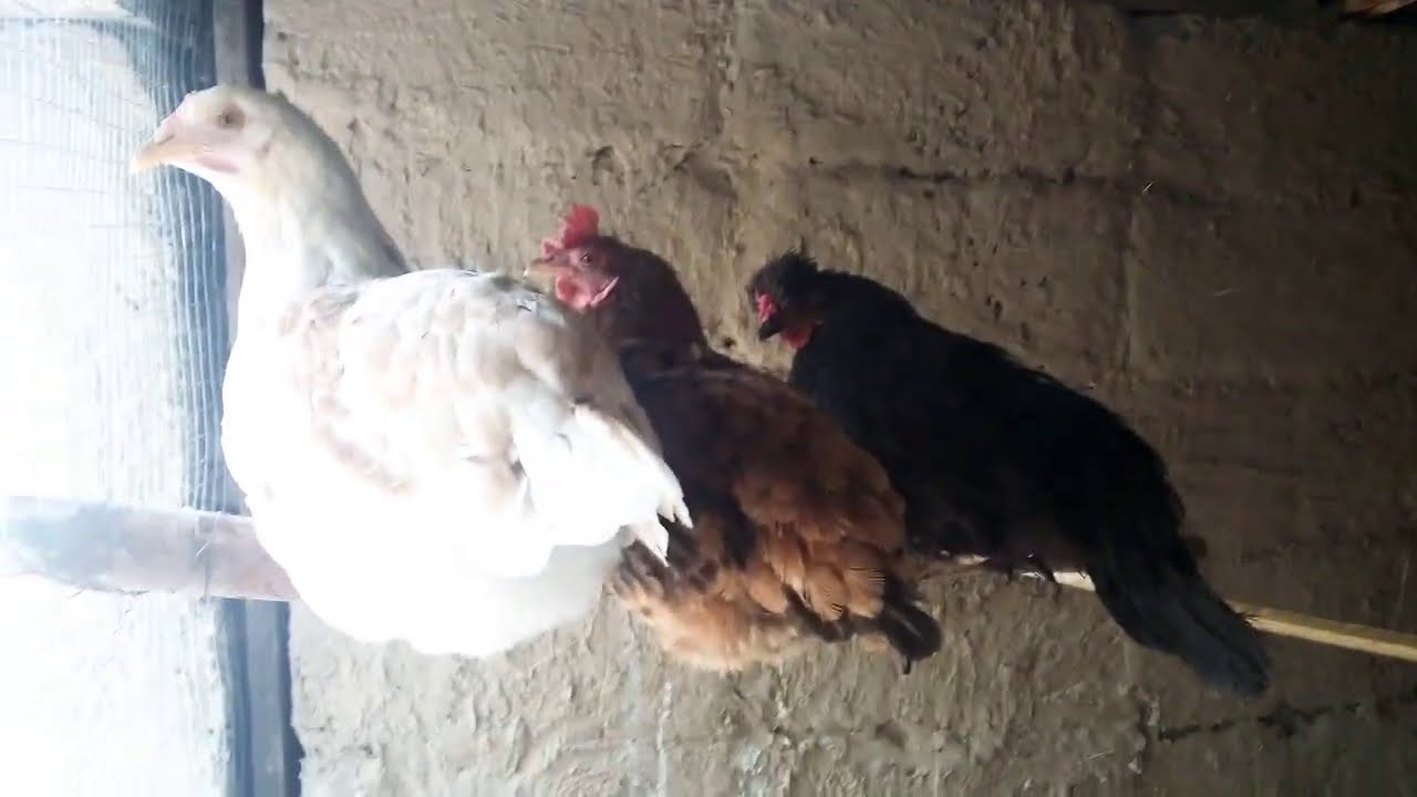 Жаңа балапан қораз алдым🐔🐤