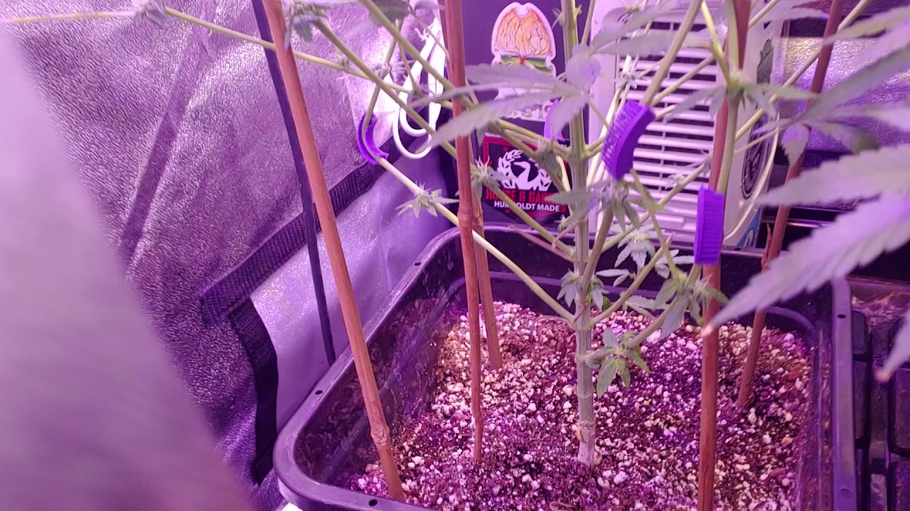 Garden Update: Grow craft X3-500  Day 42 Lorena Breath & Chiara Skunk #Sevenleafgenetics