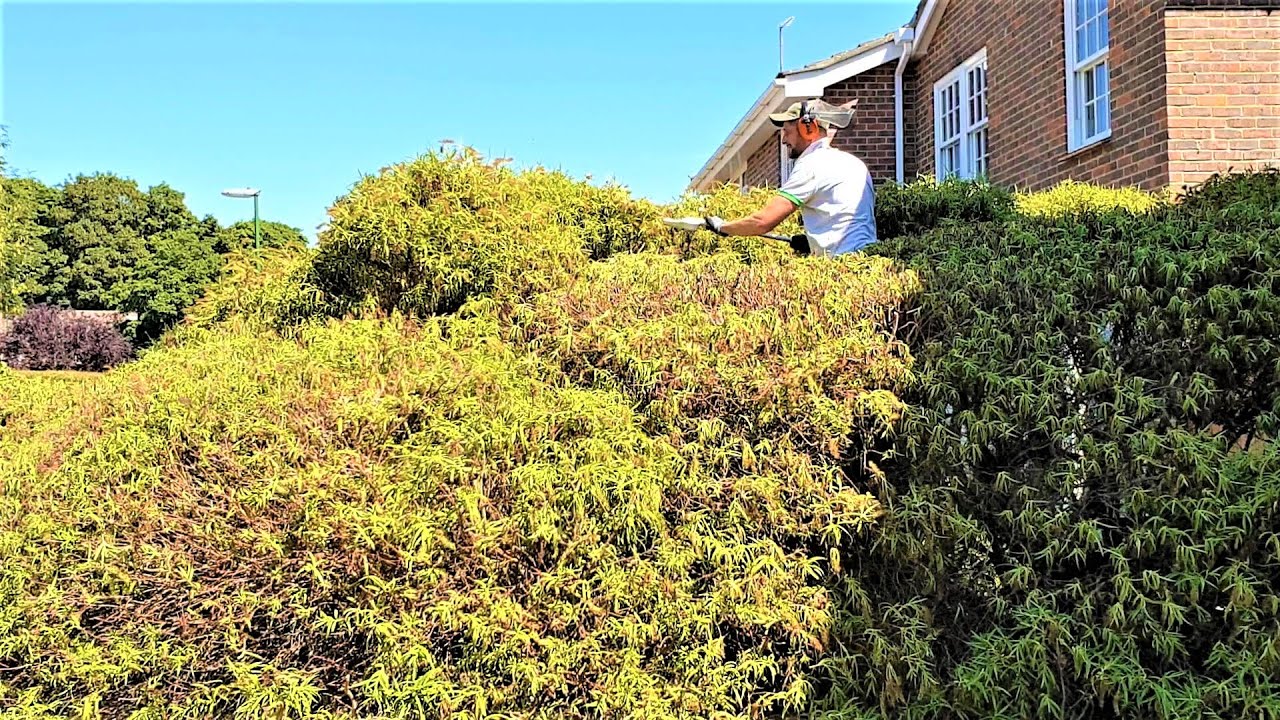 Trimming Massive Hebe Bush