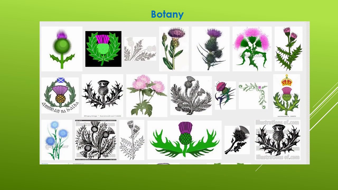 Syllabus for GATE Botany