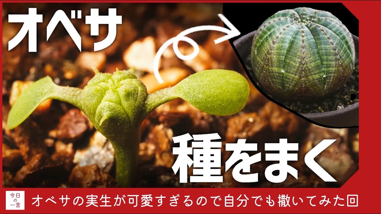 【実生】オベサの種を撒いたら発芽した芽が可愛すぎたので紹介したい【アガベ・塊根・多肉】