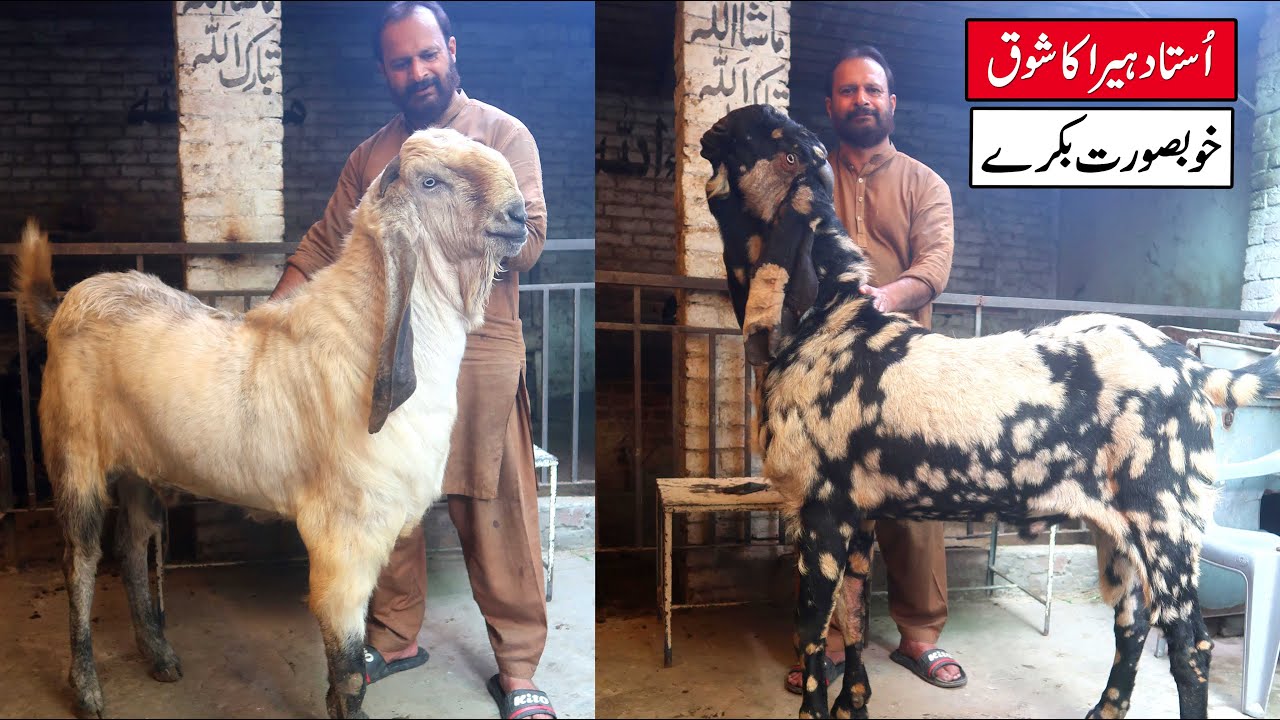 Beautiful Collection Of Amritsari Breeder Goats Ustad Heera Lahore 2024