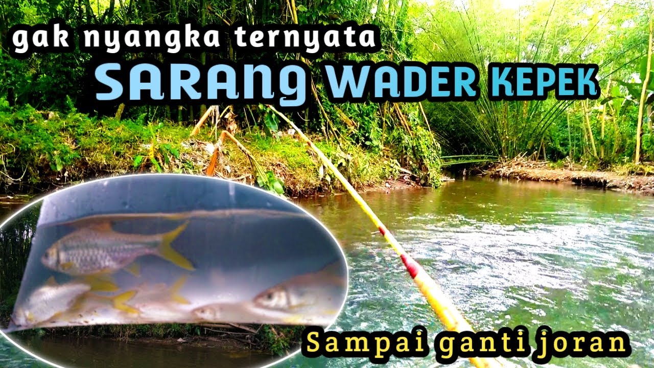 NGAMUK LAGI..!! MANCING KEPEK DI SUNGAI ARUS DERAS JOGJA || FULL STRIKE WADER KEPEK