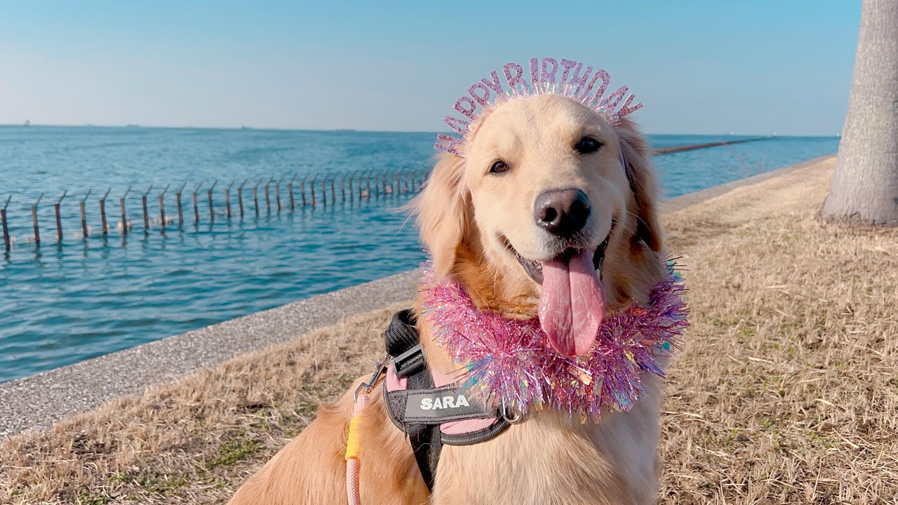 【2歳の誕生日🎂】特製大盛りプレートでお祝いした直後、卵ボールで大暴走するゴールデンレトリバー🐶🔥