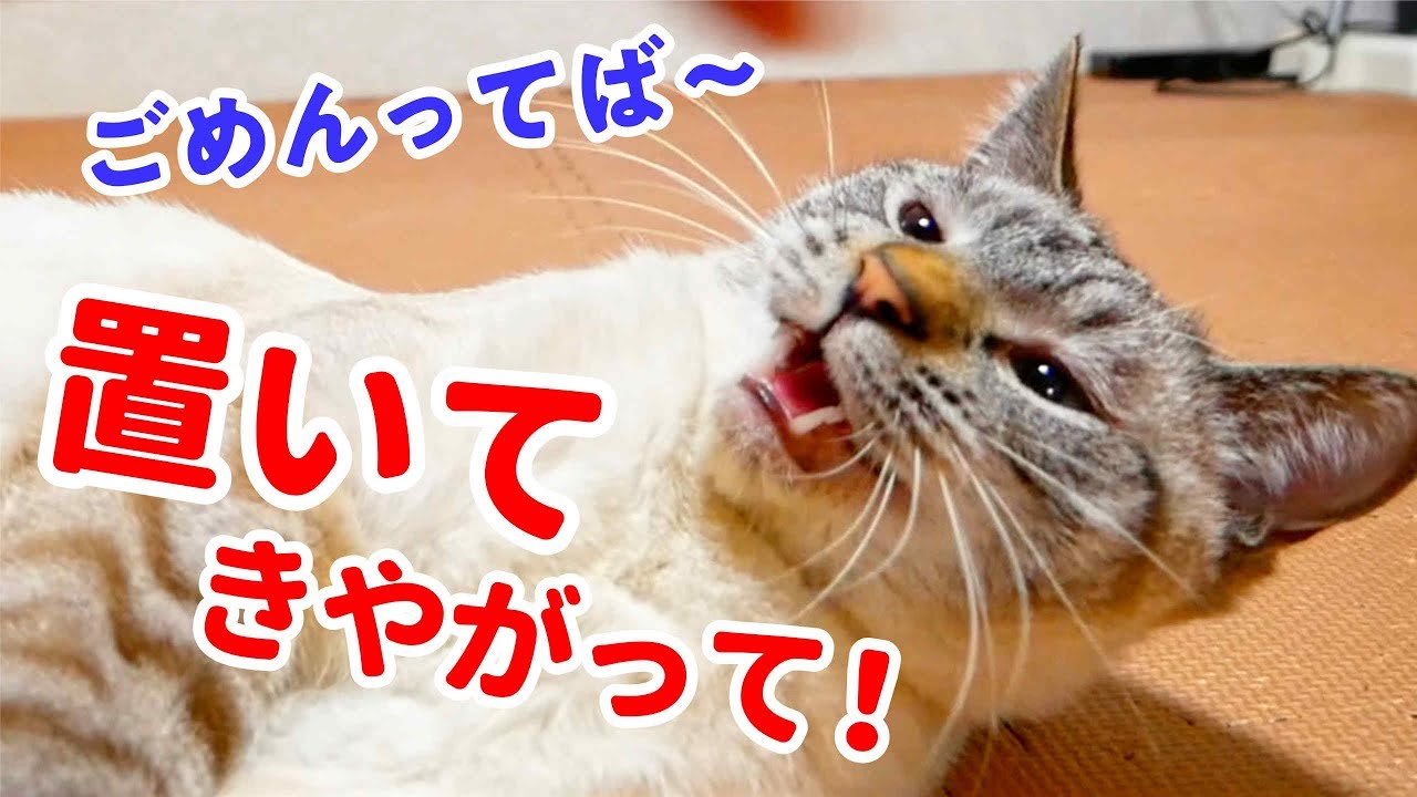 旅行から帰ってきた飼い主と久しぶりの再会をした結果…