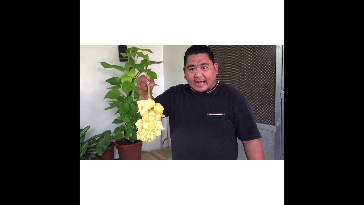 Cempedak Fruit Opening in Bukidnon