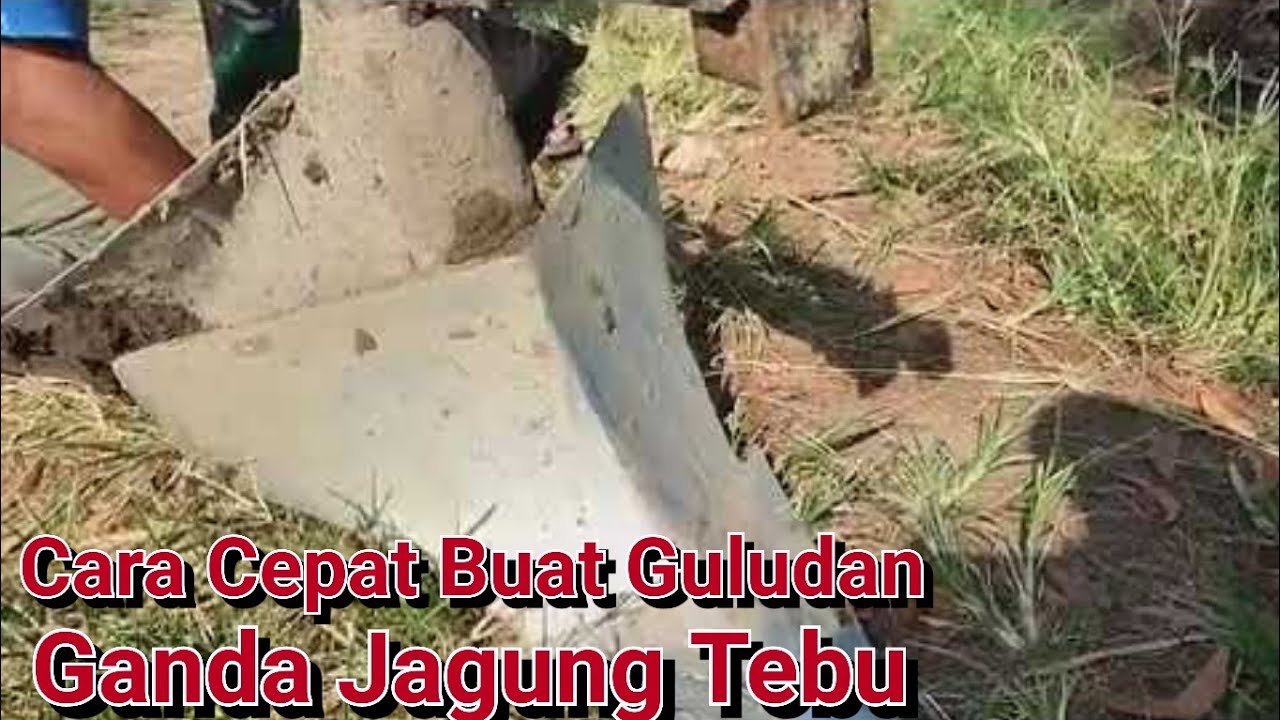 Cara Cepat Buat Guludan Ganda❗ Jagung Tebu