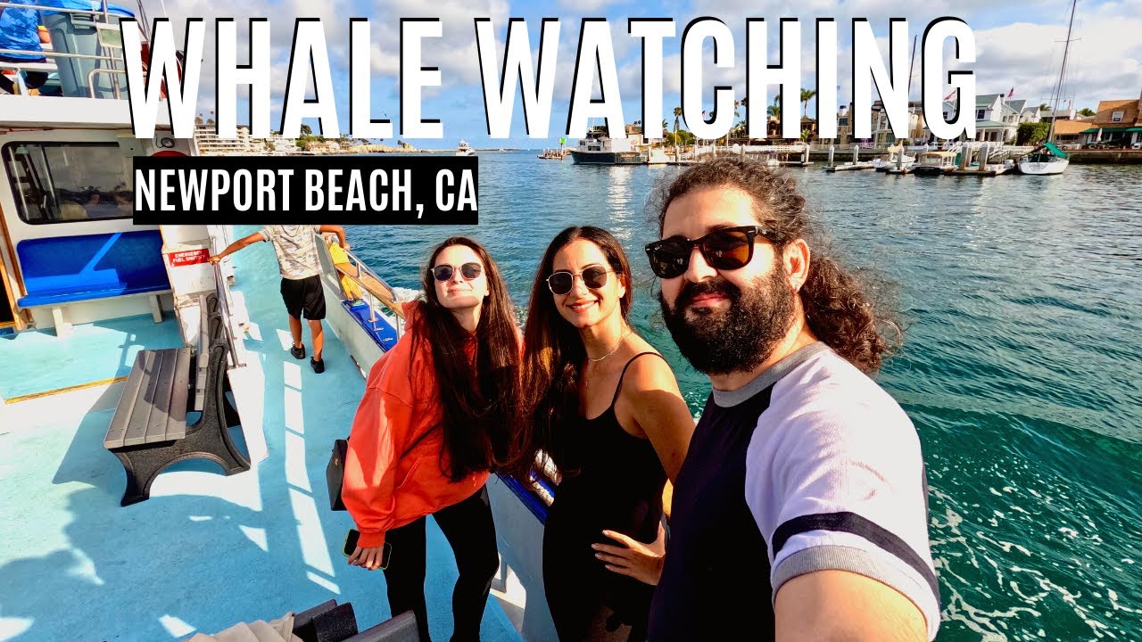 "Whale" (or dolphin?) Watching in Newport Beach, California!